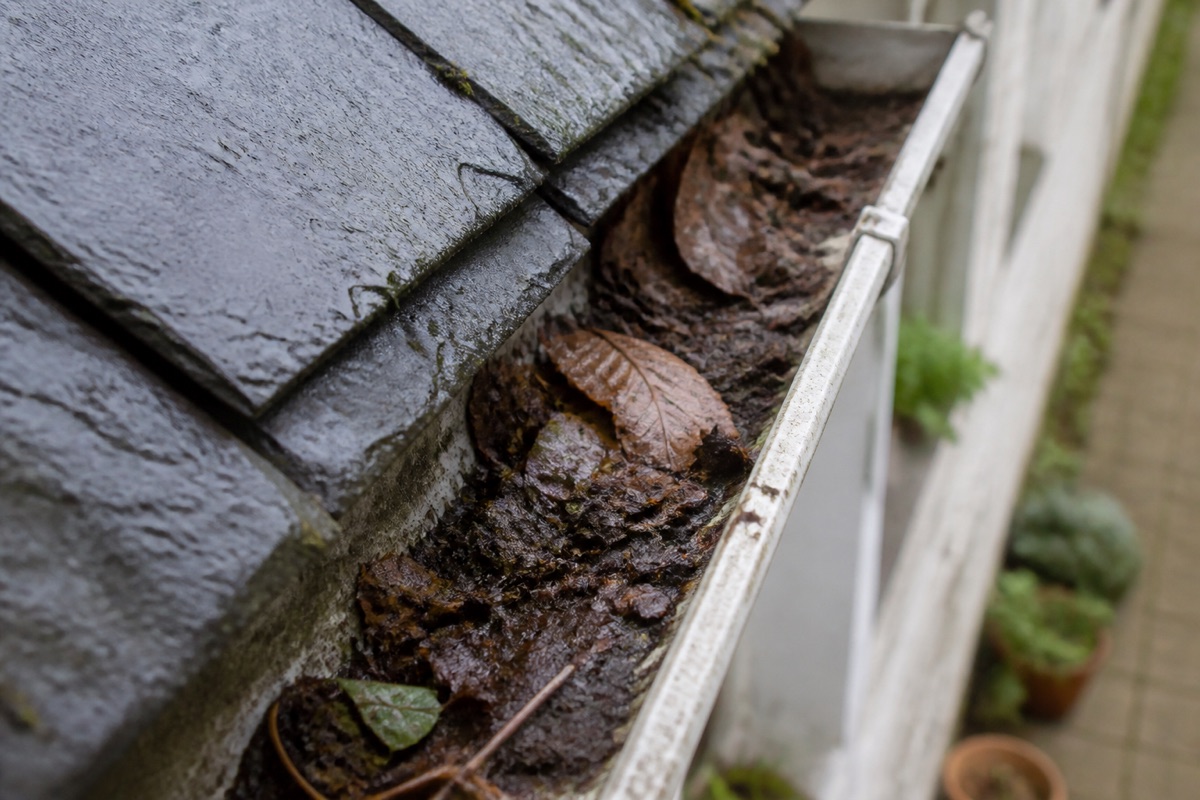 Section of house gutter filled with wet leaves and grit viewed from roof level